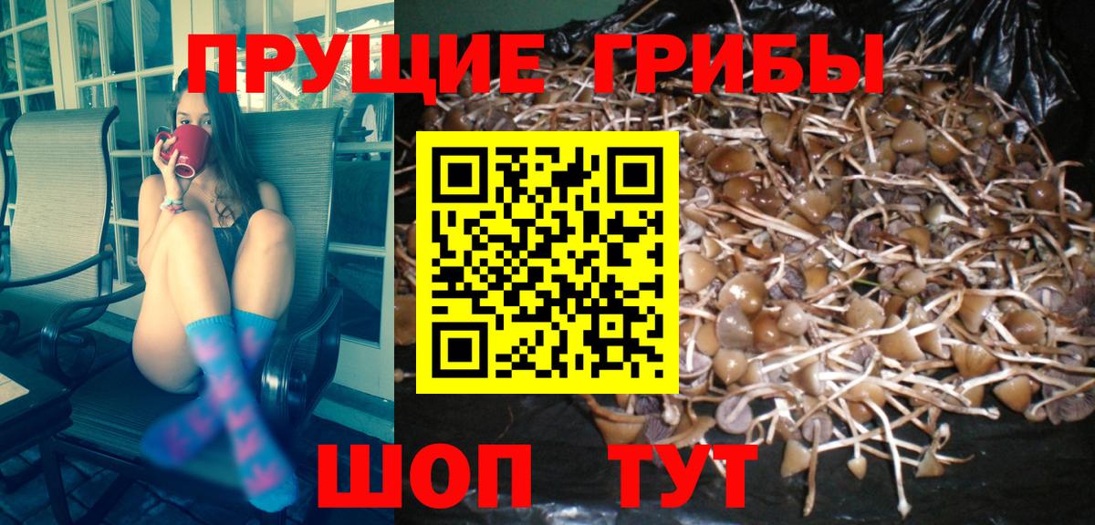 Галлюциногенные грибы Psilocybine cubensis  купить наркотик  Старая Русса 